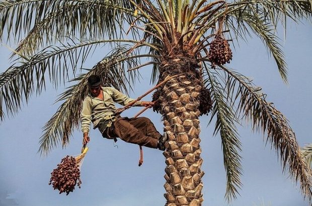 ۲۷ درصد خرمای تولیدی کشور صادر شد