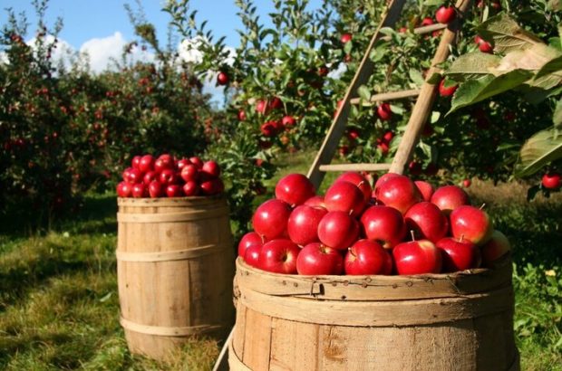 مراکز دائمی عرضه‌ی مستقیم کالای مورد نیاز مردم موجب تعادل‌بخشی بازار است