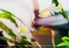 ساده ترین ماهی ها برای پرورش در آکواریوم
