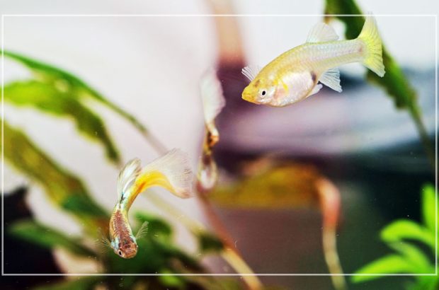ساده ترین ماهی ها برای پرورش در آکواریوم
