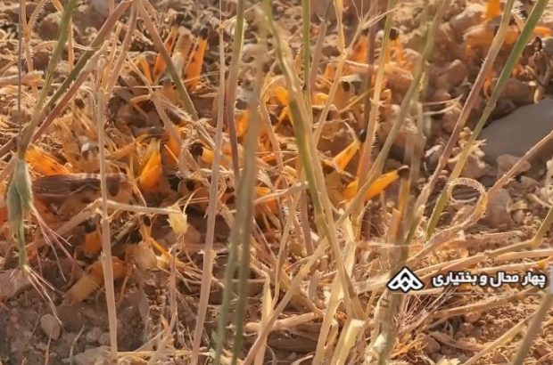 حمله‌ی ملخ‌ها به اراضی و منابع طبیعی شهرستان فلارد