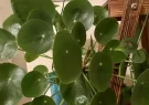 ۵ گیاه خوش شانسی برای نگهداری