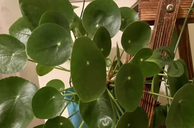 ۵ گیاه خوش شانسی برای نگهداری