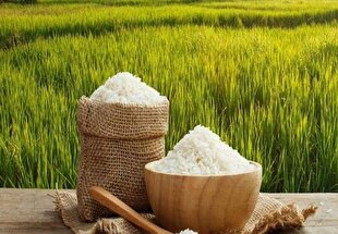 اقدامات وزارت جهاد کشاورزی برای افزایش تولید برنج