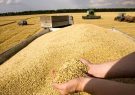 قیمت گندم بالاتر از قیمت جهانی تعیین شد