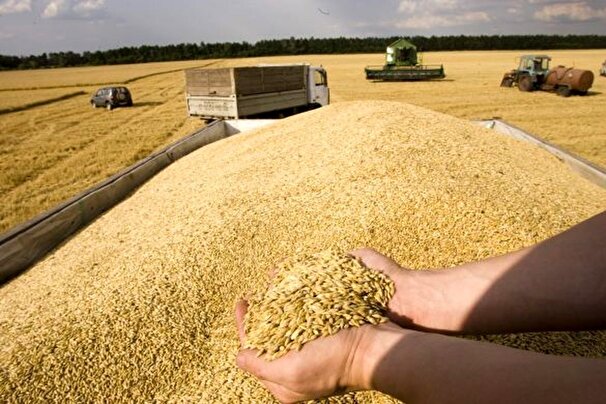 قیمت گندم بالاتر از قیمت جهانی تعیین شد