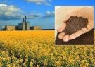 ورود بخش خصوصی به خرید تضمینی کلزا