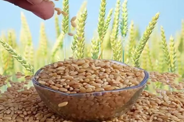 معرفی جدیدترین بذر‌های گیاهی ایران در روز مزرعه