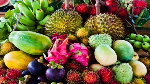 اصلاح و نوسازی حدود ۶۵ هزار هکتار باغات میوه‌های گرمسیری و نیمه‌گرمسیری