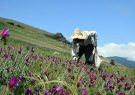 کشت گیاهان دارویی در ۳۰۰ هکتار از مراتع عشایری همدان
