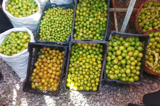 برپایی جشنواره‌ای با طعم ترش و شیرین